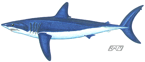 Lamnoids (Great white)