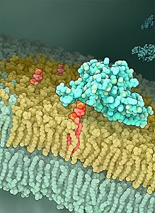 LOS CIENTIFICOS DESCUBREN EL MECANISMO FUNDAMENTAL QUE PERMITE QUE MICROBIOS Y HONGOS INFECTEN A LAS PLANTAS