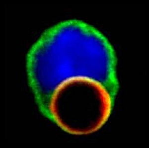 Descubren que los linfocitos T detectan moleculas de patogenos y las devoran
