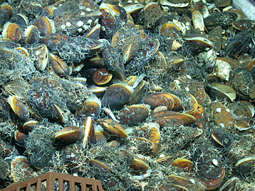 Encuentran bacterias que producen energia a partir del hidrogeno en el oceano