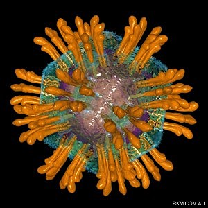 RECEPTOR DEL COLESTEROL ES LA PUERTA DE ENTRADA DE LA HEPATITIS C