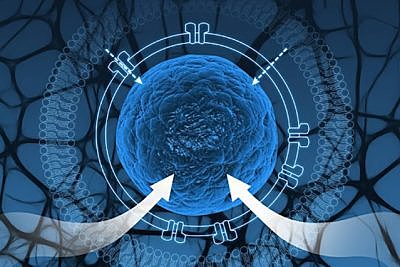 Investigadores del MIT crean células sintéticas para aislar circuitos genéticos