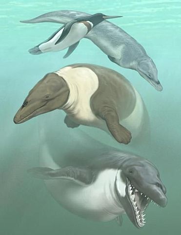 Eoceno - 55 millones de años