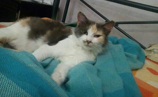 ¡The Death of My Cat!