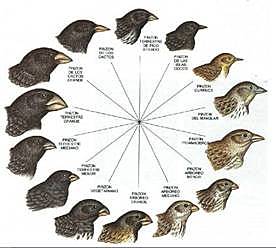 El origen de las especies.