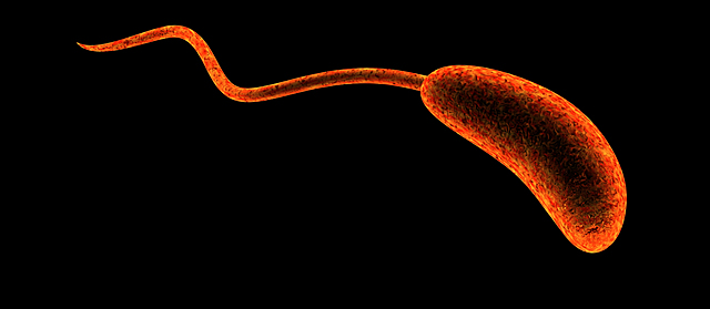 Heidelberg y col. descubren que Vibrio cholerae tiene dos cromosomas circulares.