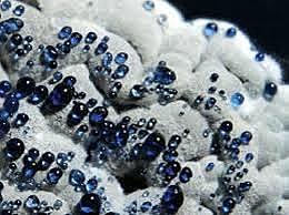 Hopwood y col. realizaron la secuenciación del genoma de Streptomyces coelicolor.