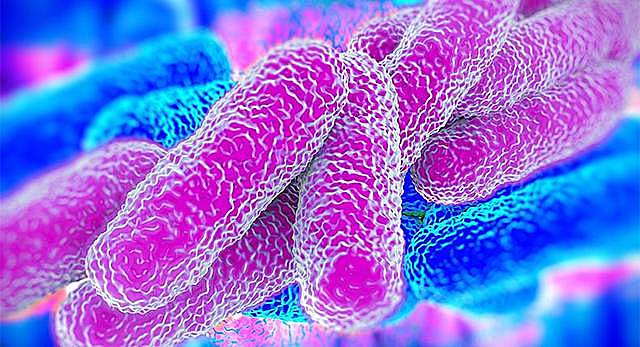 Secuenciación del genoma de Legionella pneumophila, el microorganismo productor de la enfermedad de los legionarios.