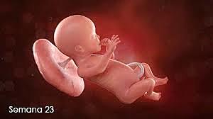 Semana 23