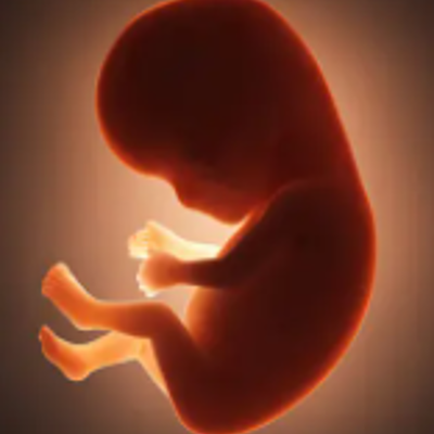 Timeline: Desarrollo embrionario