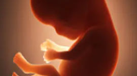 Timeline: Desarrollo embrionario