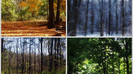 Timeline: The four seasons