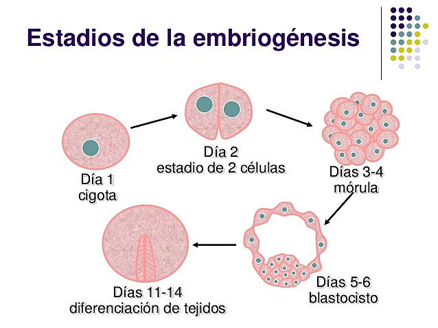 Embriogenesis
