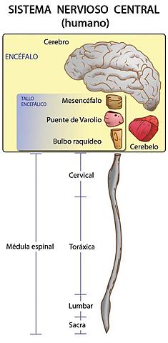 1. Friedrich Goltz, 2. John Hughlings, 3. Dax