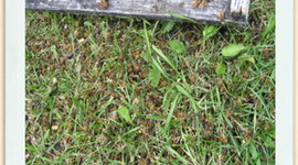 Timeline: A Worker Bee's Life