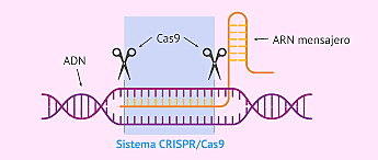 CRISPR/Cas9