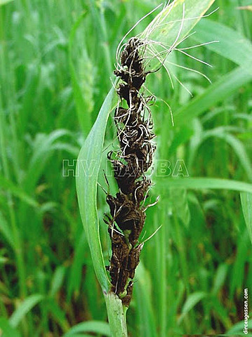 Hechos importantes de la Fitopatologia