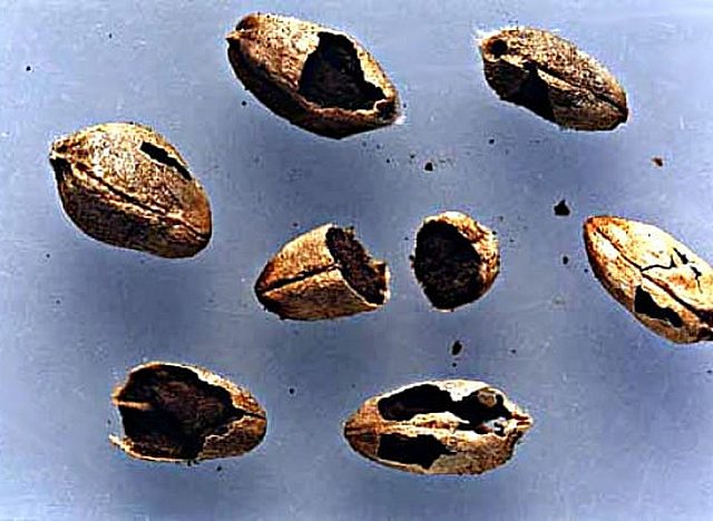 Hechos importantes de la Fitopatologia