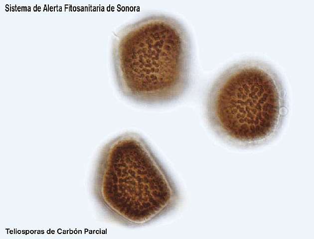 Hechos importantes de la Fitopatologia