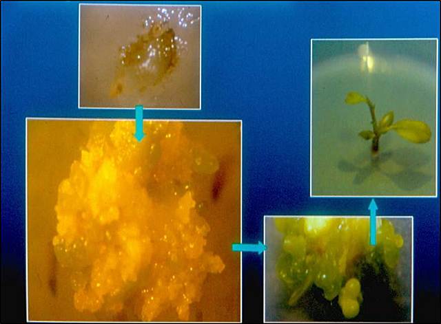 Hechos importantes de la Fitopatologia