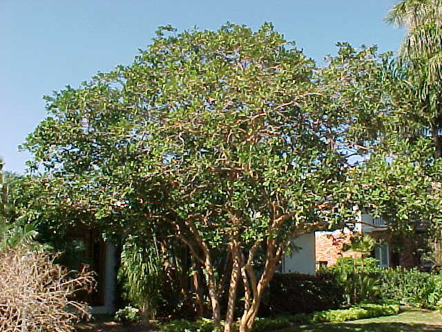 Sampath climbs the guava tree