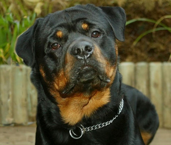 attacked by a rotwheiler