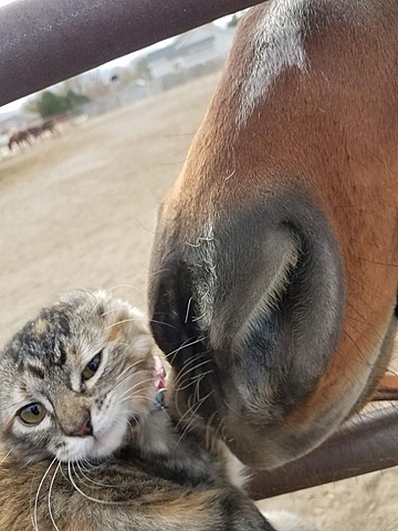 Horse and  Cat