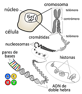 DNA en el esperma de una trucha