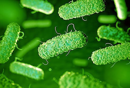 Descubrimiento de Bacteria "escherichia coli"