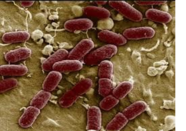 Woese y George E. FOX. Reconocen las archeas como el tercer dominio de los seres vivos