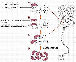 Prusiner descubre los priones, agentes causantes de la encefalopatía espongiforme bovina y de la enfermedad de Creutzfeldt-Jakob.