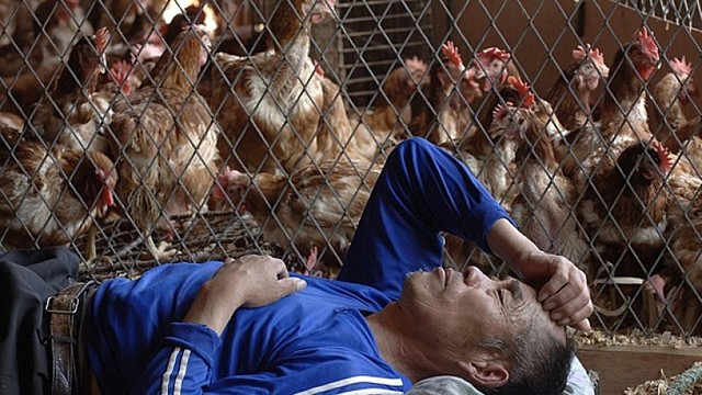 Aparece en asia la gripe aviar producida por el subtipo H5N1 del virus influenza a que puede transmitirse al hombre