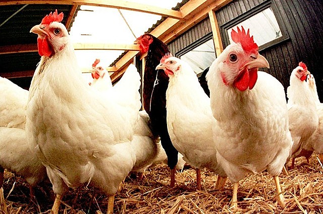 ENVIRONNEMENT - MELRAND - CONTESTATION PROJETS POULAILLERS GEANTS LANGOELAN