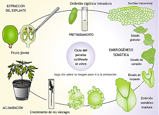 AVANCES EN LA INGENIERÍA GENÉTICA