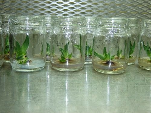 CULTIVO DE TEJIDOS VEGETALES