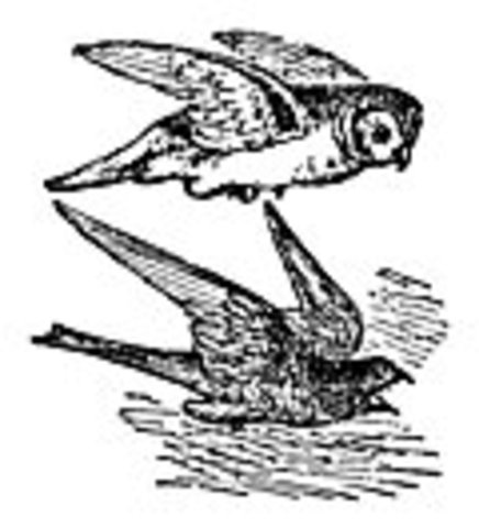 The “Great Chain of Being” Being Affected