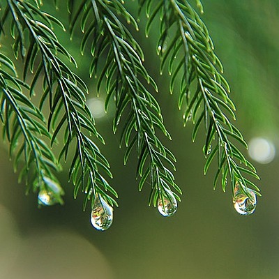 Timeline: Historia de los conceptos de causa y enfermedad: Paralelismo entre la medicina y la fitopatología.