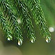 Branches 3019065 640