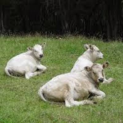 Timeline: Naturbruk historia