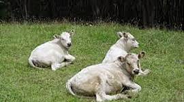 Timeline: Naturbruk historia