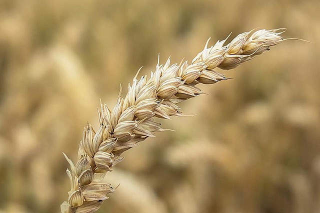 Jordbruket till Skandinavien