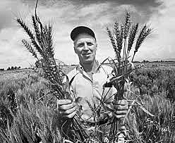 Norman Borlaug is awarded the Nobel Peace Prize for his high yielding wheat varieties