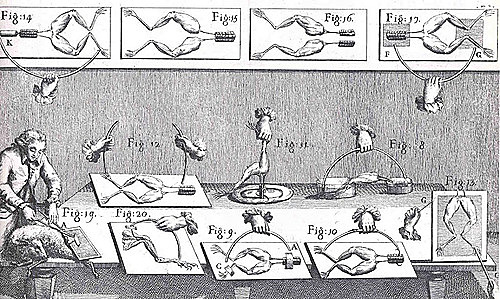 "Electricidad Animal"