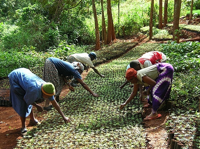 Wangari Maathai crea el Cinturón Verde en Kenia