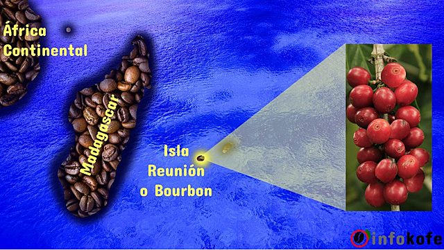 Borbón. La historia dice que en el S.XVII el Sultán del Yemen obsequió al Rey de Francia Luis XIV con unas plantas de café que se cultivaron en la isla Bourbon (hoy en día Isla Reunión), situada al norte de Madagascar.
