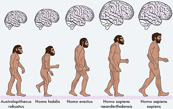 PSICOLOGÍA PRIMITIVA