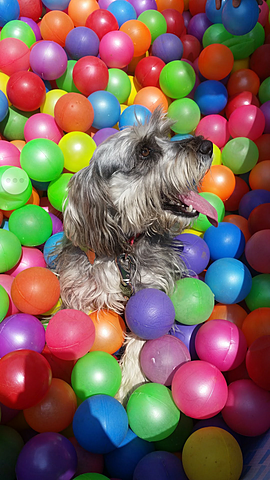 The arrival of my dog