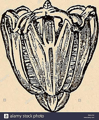 ARISTOTELES Y LA DENTADURA