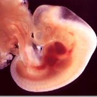 Timeline: “Línea del tiempo de las aportaciones a la historia de la embriología"