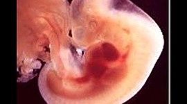 Timeline: “Línea del tiempo de las aportaciones a la historia de la embriología"